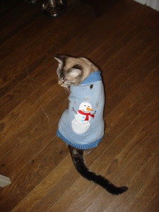 Luna in a sweater